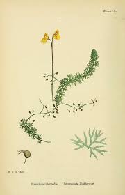 Attēlu rezultāti vaicājumam “Utricularia intermedia leaf”