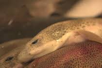 Image result for Scyliorhinus canicula