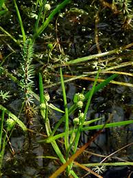 Attēlu rezultāti vaicājumam “Sparganiaceae”