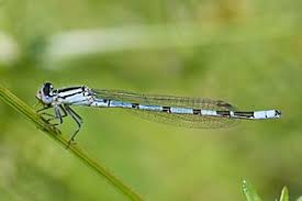 Attēlu rezultāti vaicājumam “Enallagma cyathigerum male”