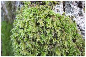 Attēlu rezultāti vaicājumam “Isothecium myosuroides”