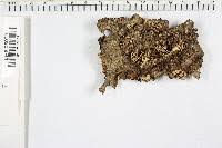 Attēlu rezultāti vaicājumam “Antrodia mellita”