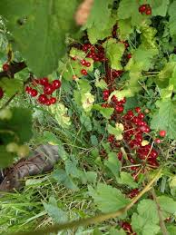 Bildergebnis für rote johannisbeeren