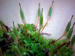 Attēlu rezultāti vaicājumam “Encalypta”