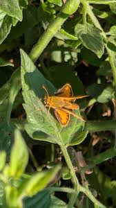 Attēlu rezultāti vaicājumam “Ochlodes sylvanus underside”