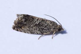 Attēlu rezultāti vaicājumam “Tortricidae”