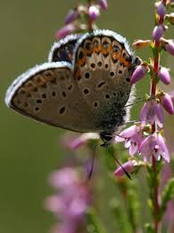Attēlu rezultāti vaicājumam “Plebejus argus / Plebejus idas”