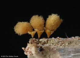 Attēlu rezultāti vaicājumam “Hemitrichia calyculata young”