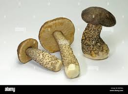 Attēlu rezultāti vaicājumam “Leccinum scabrum”