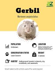 Image result for Gerbil