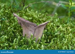 Attēlu rezultāti vaicājumam “Gomphus clavatus”