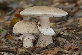 Attēlu rezultāti vaicājumam “Amanita rubescens”