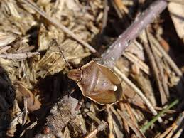 Attēlu rezultāti vaicājumam “Chlorochroa pinicola”