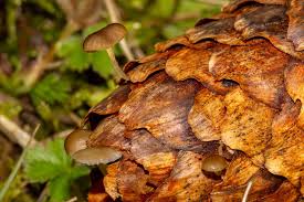 Attēlu rezultāti vaicājumam “Strobilurus esculentus”