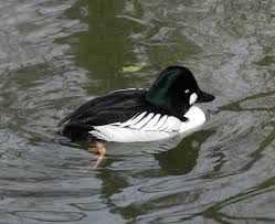 Attēlu rezultāti vaicājumam “Bucephala clangula”