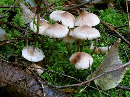 Attēlu rezultāti vaicājumam “Mycena zephirus”