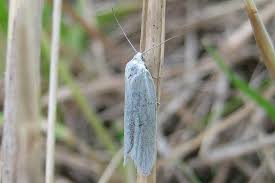 Attēlu rezultāti vaicājumam “Eana argentana”