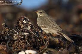 Image result for Anthus petrosus