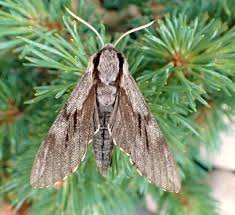 Attēlu rezultāti vaicājumam “Sphinx pinastri”