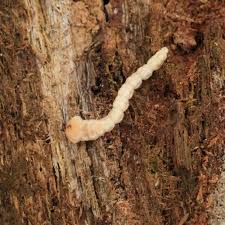 Attēlu rezultāti vaicājumam “Chalcophora mariana”