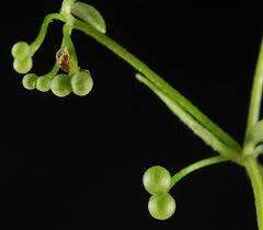 Attēlu rezultāti vaicājumam “Galium trifidum”