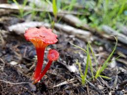 Attēlu rezultāti vaicājumam “Hygrocybe cantharellus”