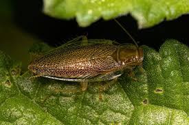 Attēlu rezultāti vaicājumam “Blattoptera”