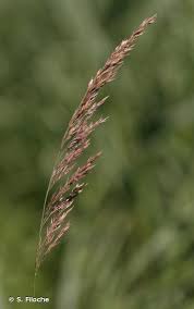 Attēlu rezultāti vaicājumam “Calamagrostis canescens”