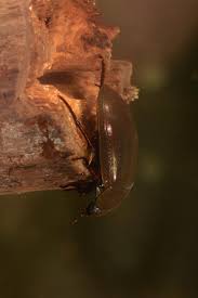 Attēlu rezultāti vaicājumam “Hydrochara caraboides”