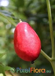 Attēlu rezultāti vaicājumam “Podophyllum hexandrum fruit”
