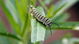 Image result for monarch caterpillar