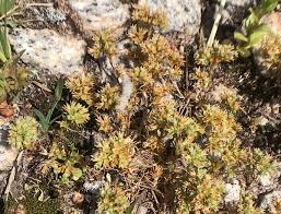 Attēlu rezultāti vaicājumam “Scleranthus annuus flower”