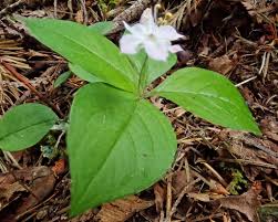 Attēlu rezultāti vaicājumam “Trientalis europaea leaf”