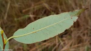 Attēlu rezultāti vaicājumam “Salix pentandra leaf”