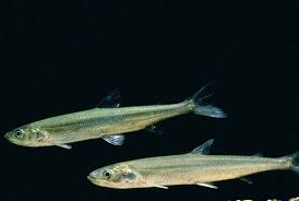 Image result for Osmerus mordax