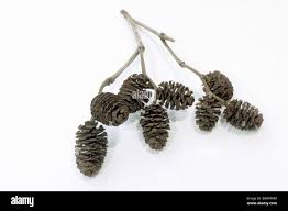 Attēlu rezultāti vaicājumam “Alnus incana fruit”