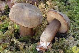 Attēlu rezultāti vaicājumam “Porphyrellus porphyrosporus”