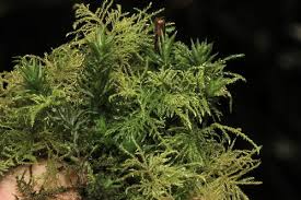 Attēlu rezultāti vaicājumam “Eurhynchium praelongum”