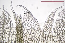 Attēlu rezultāti vaicājumam “Cephalozia connivens”
