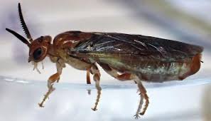 Attēlu rezultāti vaicājumam “Neodiprion sertifer”