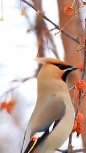 Attēlu rezultāti vaicājumam “Bombycilla garrulus adult”