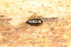 Attēlu rezultāti vaicājumam “Tachyta nana”