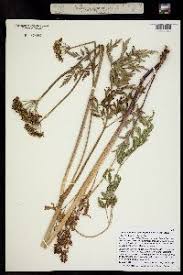 Attēlu rezultāti vaicājumam “Batrachium circinatum”