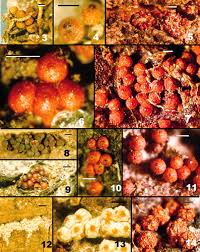 Attēlu rezultāti vaicājumam “Nectria sp., Neonectria sp.”