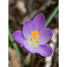 Attēlu rezultāti vaicājumam “Crocus tommasinianus”