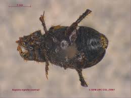 Attēlu rezultāti vaicājumam “Aegialia arenaria”