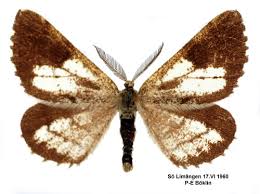 Attēlu rezultāti vaicājumam “Bupalus piniaria male”