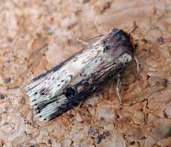 Attēlu rezultāti vaicājumam “Axylia putris”