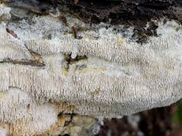 Attēlu rezultāti vaicājumam “Dentipellis fragilis”