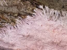 Attēlu rezultāti vaicājumam “Steccherinum fimbriatum”